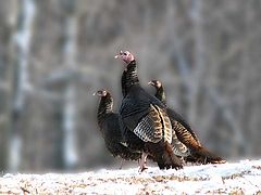 фото "Wild Turkies"