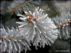 фото "Frostbite"