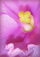 photo "Violet :)"