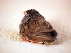 фото "back of the bird"