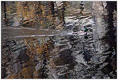 photo "Autumn ducks - 2"