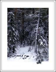 фото "Елочка на опушке дремучего леса"
