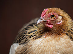 фото "relaxing moment of chicken"