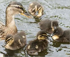photo "The kindergarten."