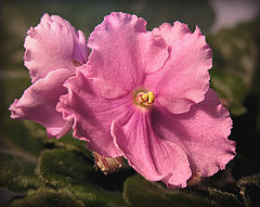 photo "Violets, full view"