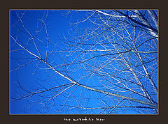 photo "Tree Against The Blue Sky"