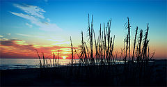 photo "Embracing the Sun"