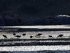 фото "Birds"