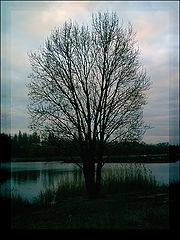 photo "Lonely..."