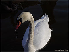 фото "Freshing Up..."