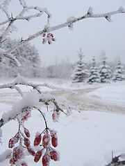 фото "Зимняя открытка"