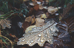 photo "Autumn"