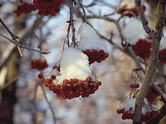 photo "Forgotten since autumn..."