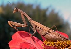 photo "tsarist butterfly"