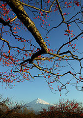 фото "Plum Blossoms"