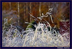 фото "frozen"
