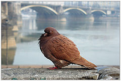 photo "PIGEON"