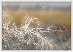 photo "November etude"