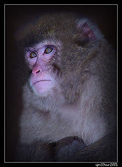 photo "Thoughtful... (Sight)"