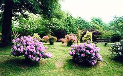 photo "Azaleas"