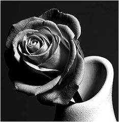 photo "old rose"