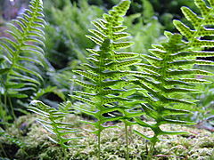 фото "Arising Ferns"