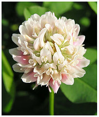 photo "white clover"