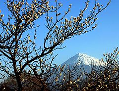 фото "Plum Blossoms II"
