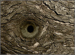 photo "When Trees Open Their Eyes"