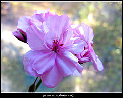 photo "Flowers for ladies"