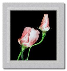 фото "lisianthus"
