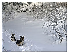 photo "Snowed Out"