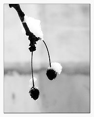 photo "adherence"