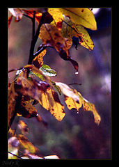 photo "And the Autumn in a dress red, with magnificent fr"