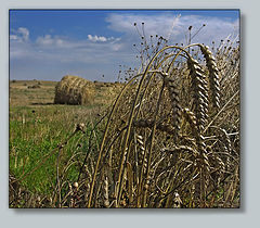 photo "Autumn landscape with a field"