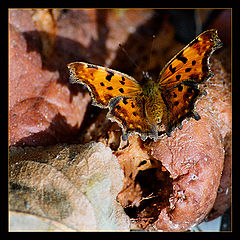 фото "butterfly"