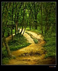 фото "...On unknown paths"