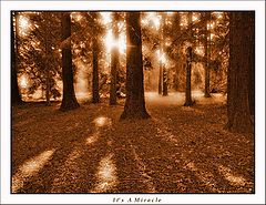 photo "It`s A Miracle"
