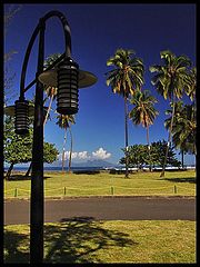 photo "palm trees"