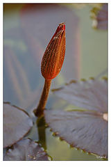 photo "Bud of a lily"