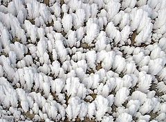 фото "ice garden"