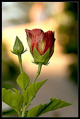 photo "Bud."