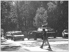 photo "Summer Rain"