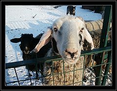 фото "The More RAM - the Better!"