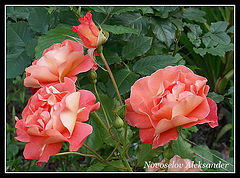 photo "Rose"