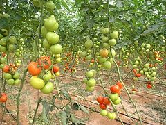 фото "More tomatoes"