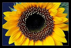 photo "Sunflower Middle"