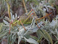 фото "Strange insect"