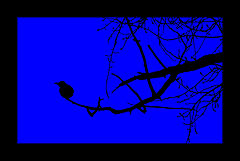 photo "black & blue"