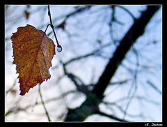 photo "Last drop dawn"